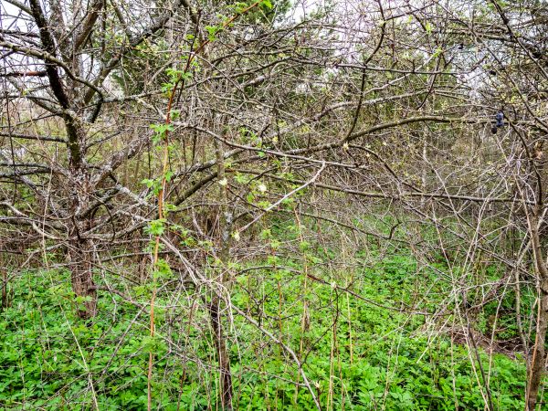 Underbrush Clearing in Layton
