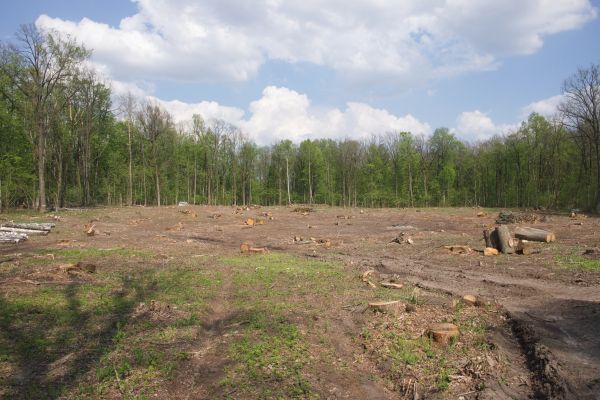 Cost of Pasture Clearing in Layton