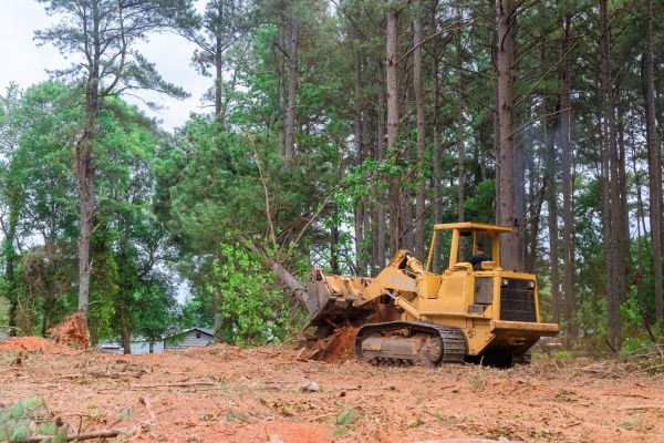 Forest Thinning in Layton