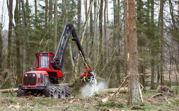 Cost of Forest Clearance Service in Layton