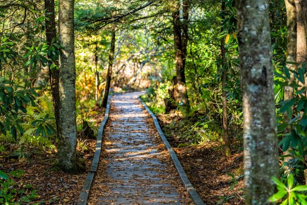 Cost of Trail Clearing in Layton